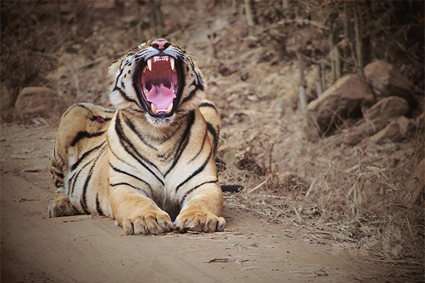 pilibhit tiger reserve