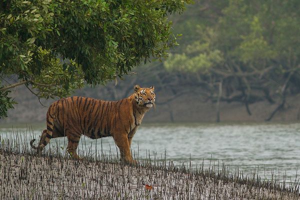 Chuka Tiger Reserve