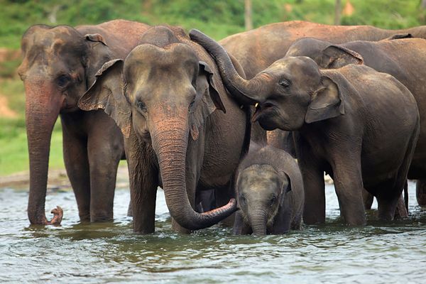 Asian-Elephant-family-in-water