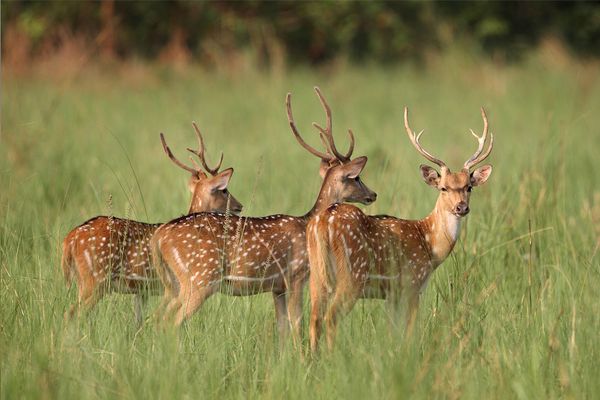 Kishanpur Wildlife Area