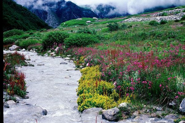 Valley-of-flowers