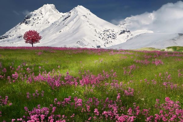 flowers-flowers-mountain-valley-snowy-nature-valleys-mountains-cool-wallpapers