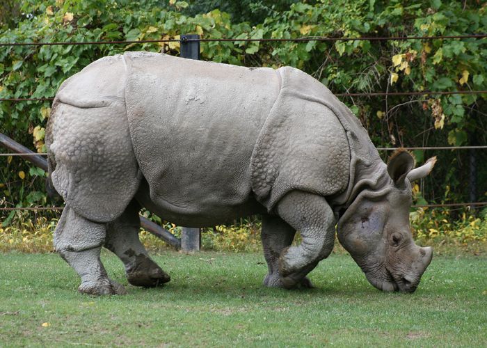 Indian_Rhino_Rhinoceros_unicornis1_ _Relic38 1